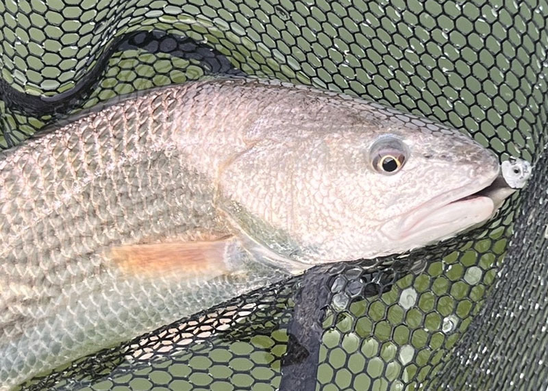 redfish in the landing net