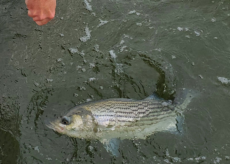 striped bass in the water