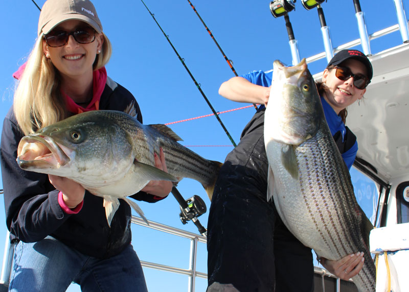 striped bass rockfish or stripers
