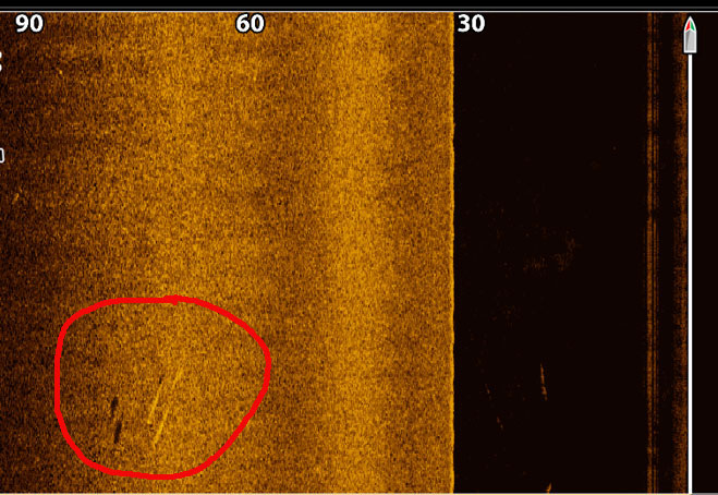 fish appearing on side scan sonar