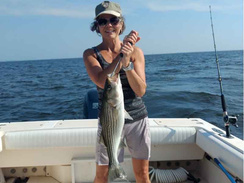 striper caught in the upper bay