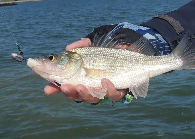 white perch caught on a fishing lure