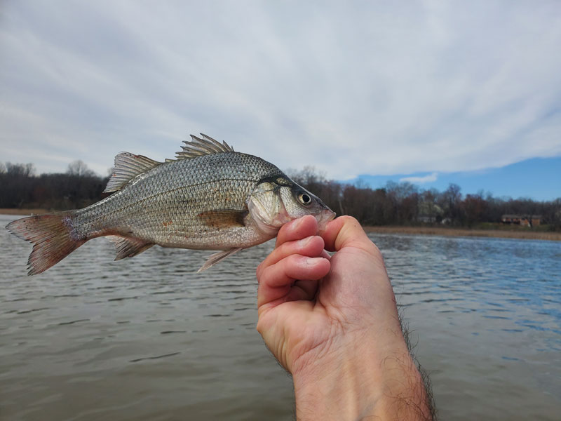 fishing for white perch during the spring run