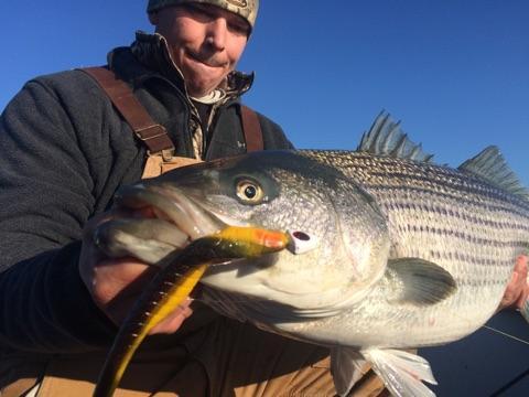 striped bass fishing