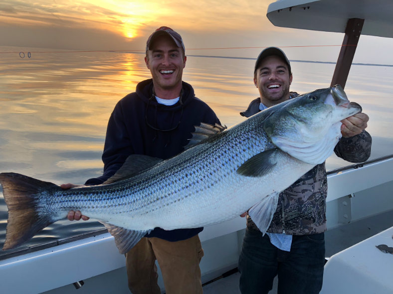 Fishing Alert: Monster Stripers are in the Bay, 2nd over 50 Inches