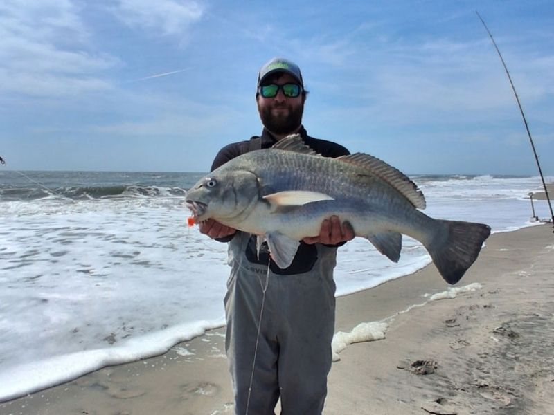 Black Drum surf fishing