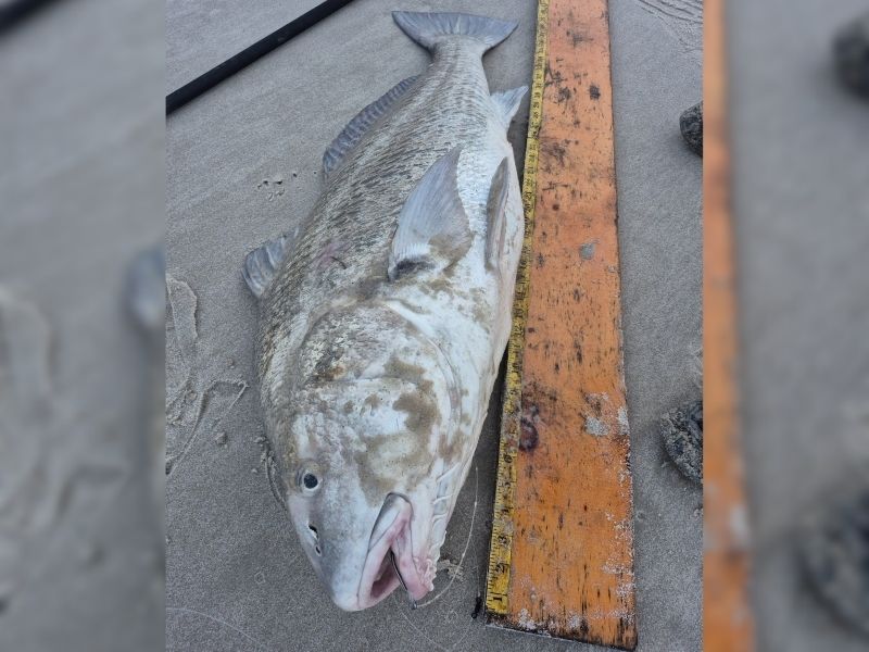 Black Drum surf fishing