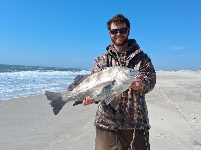 Black Drum surf fishing