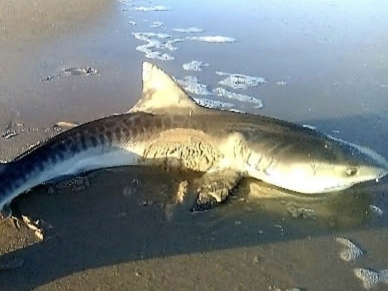Tiger Shark 