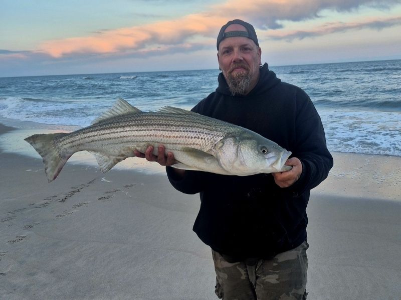 Striped bass surf fishing