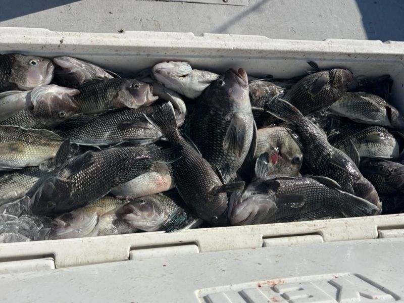 Black sea bass fishing Virginia Beach