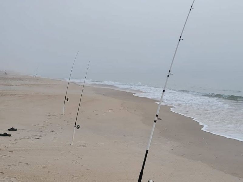 Surf fishing spring black drum fishing