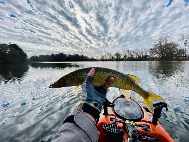 pickerel caught kayak fishing