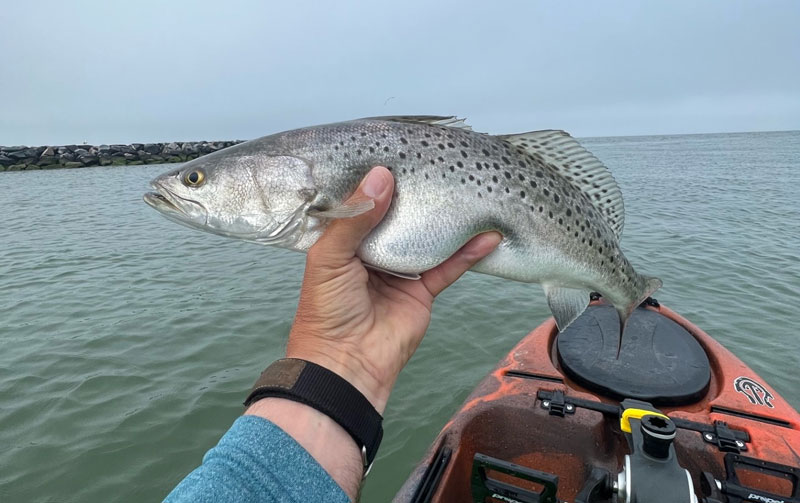 speckled trout at the jetty
