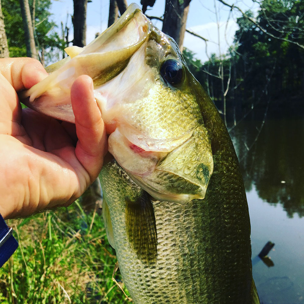 largemouth bass