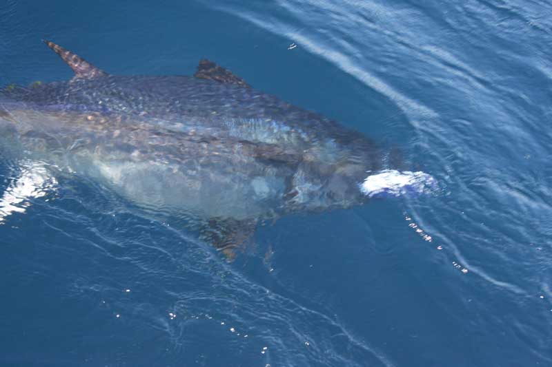 Note the blue and white smudge near this tuna’s mouth - a blue/white Ilander, which was rigger with a horse ballyhoo and is a top bluefin trolling bait.