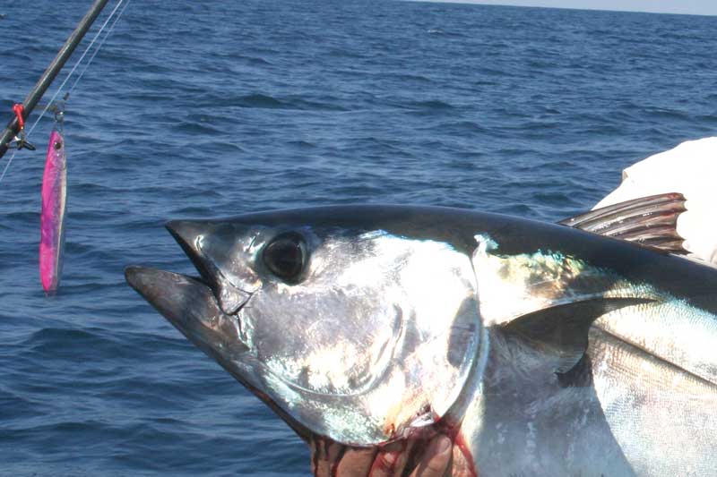 Pink is often a prime color, when dripping jigs for bluefin tunas.