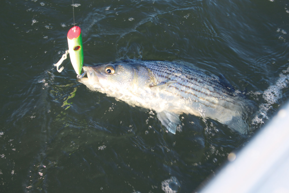 striper caught on a topwater lure