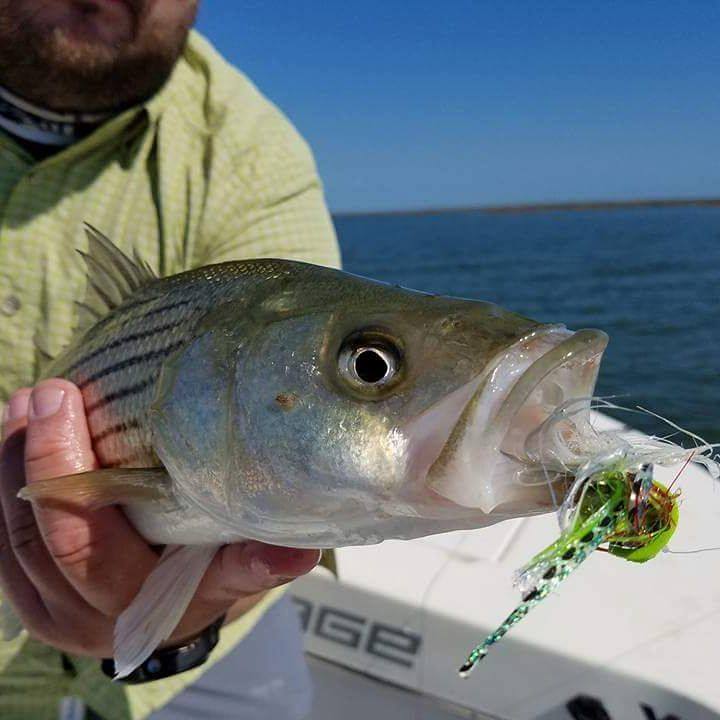 saltwater fly fishing for stripers
