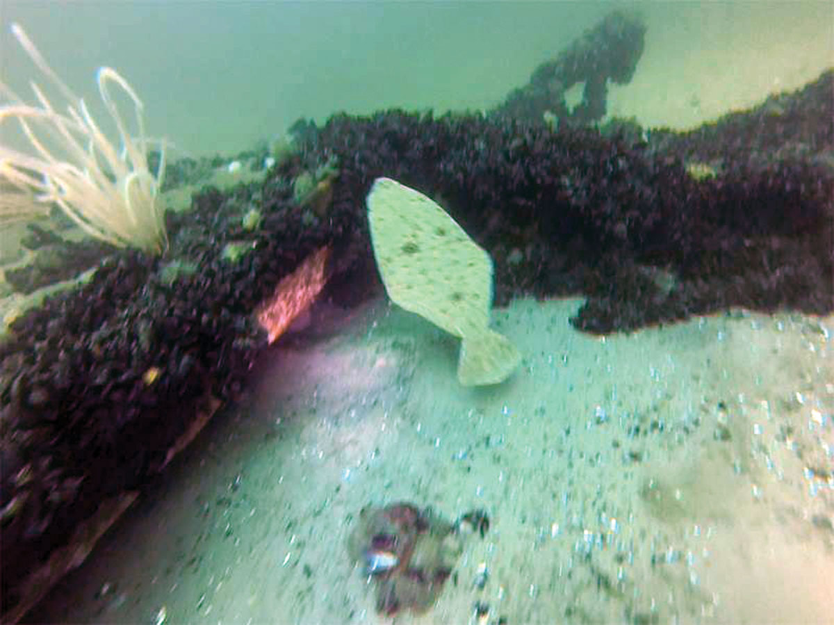 flounder swimming on artificial reef
