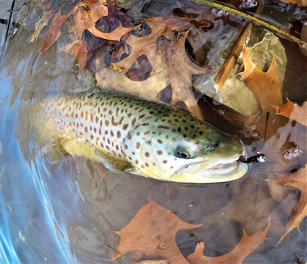 Catching Catoctin Trout
