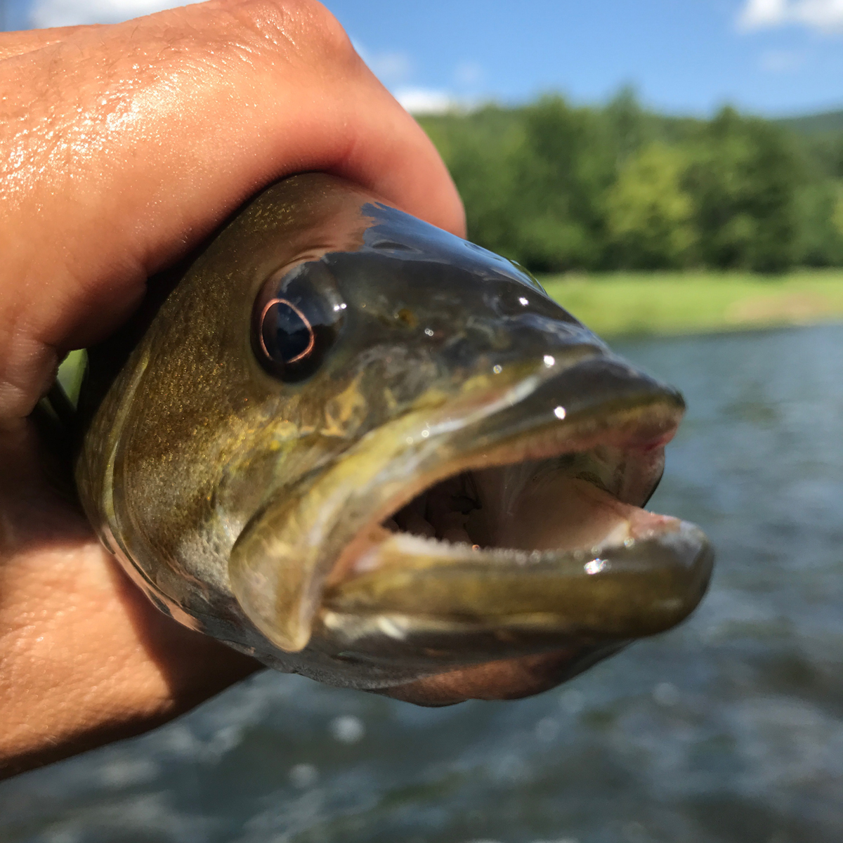 potomac-river-smallmouth-bass