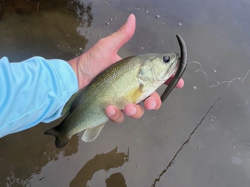 Bass fishing