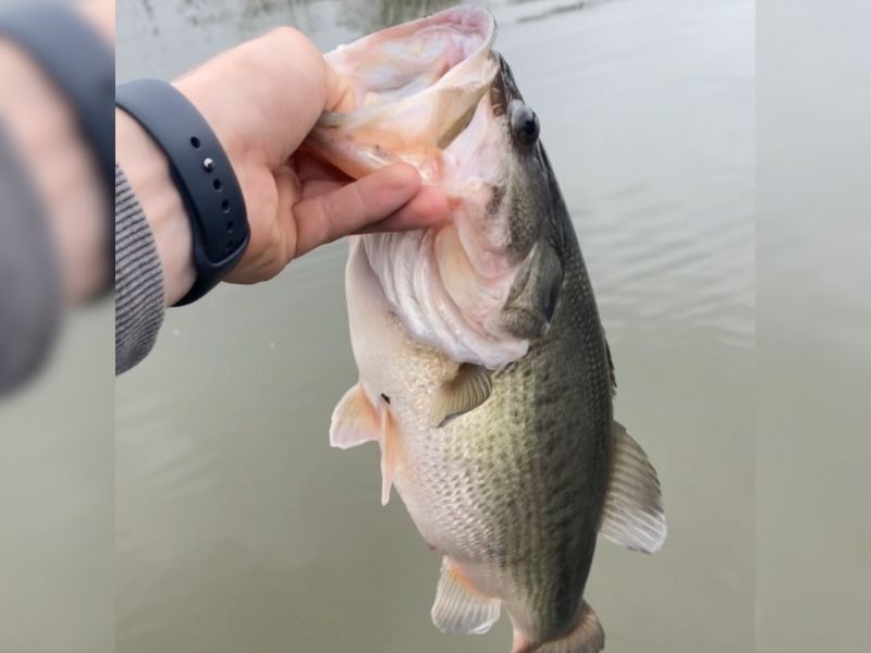 largemouth bass fishing