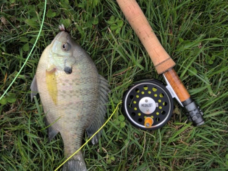 Bluegill fishing