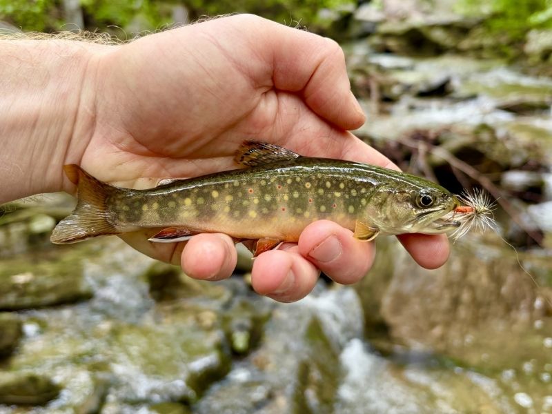 Brook trout fishing