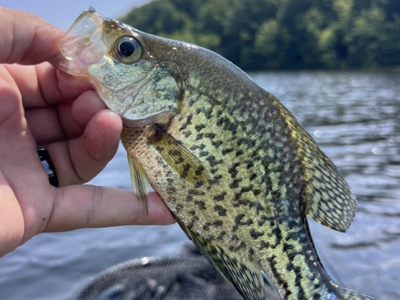 Crappie fishing