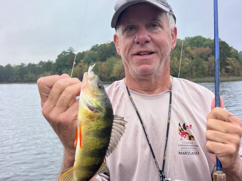 Yellow perch fishing