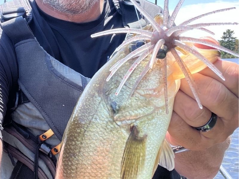 Bass Fishing