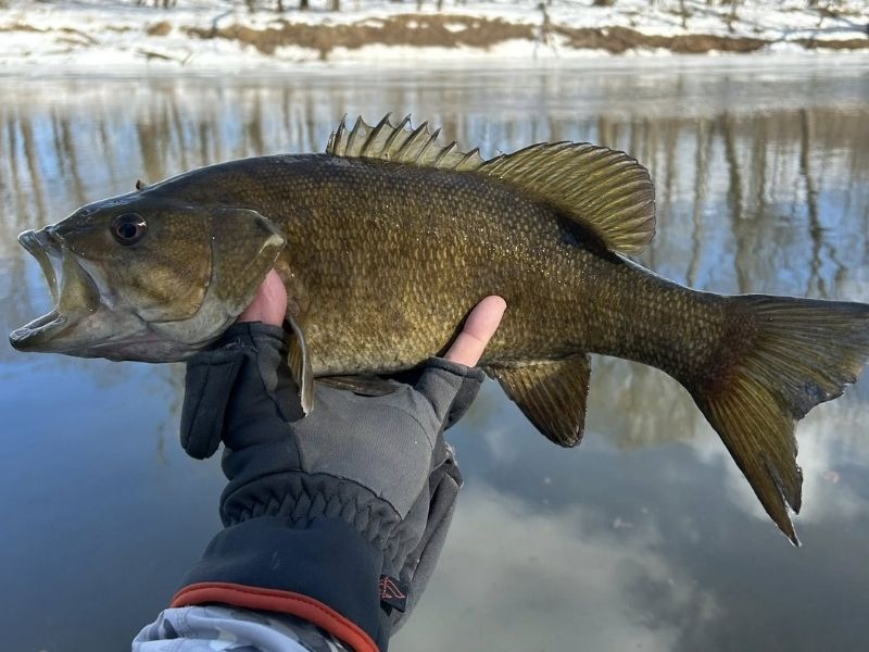 Smallmouth bass fishing