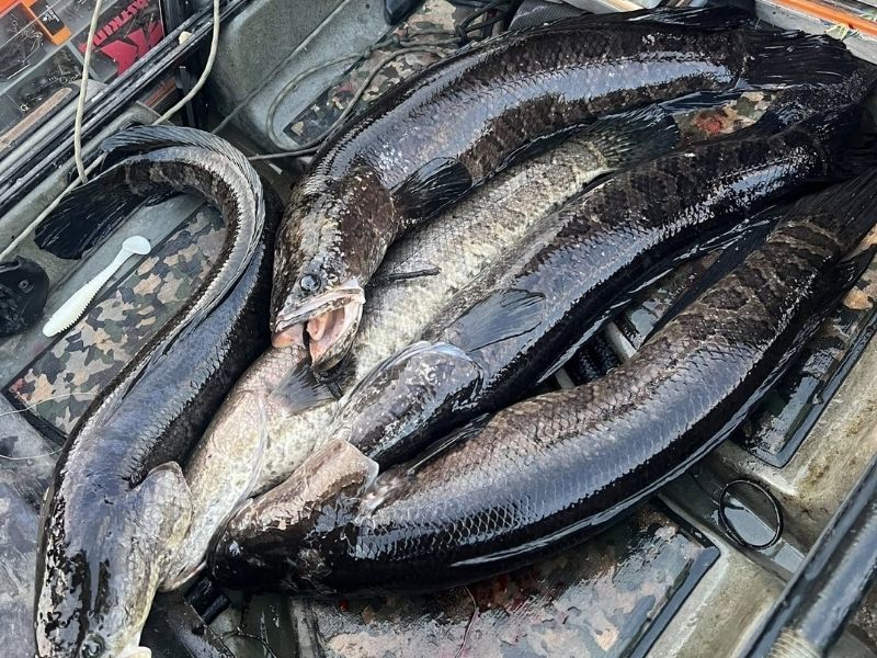 Snakehead fishing Maryland