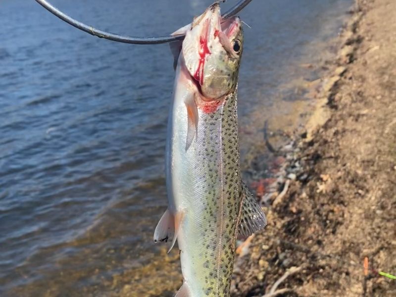 Trout fishing Maryland