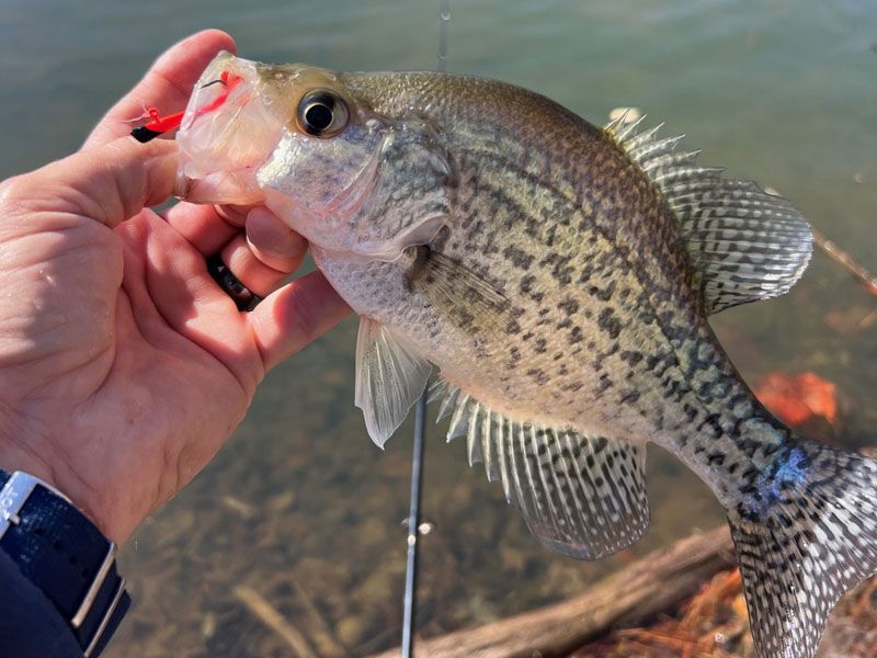 crappie fishing spring fishing