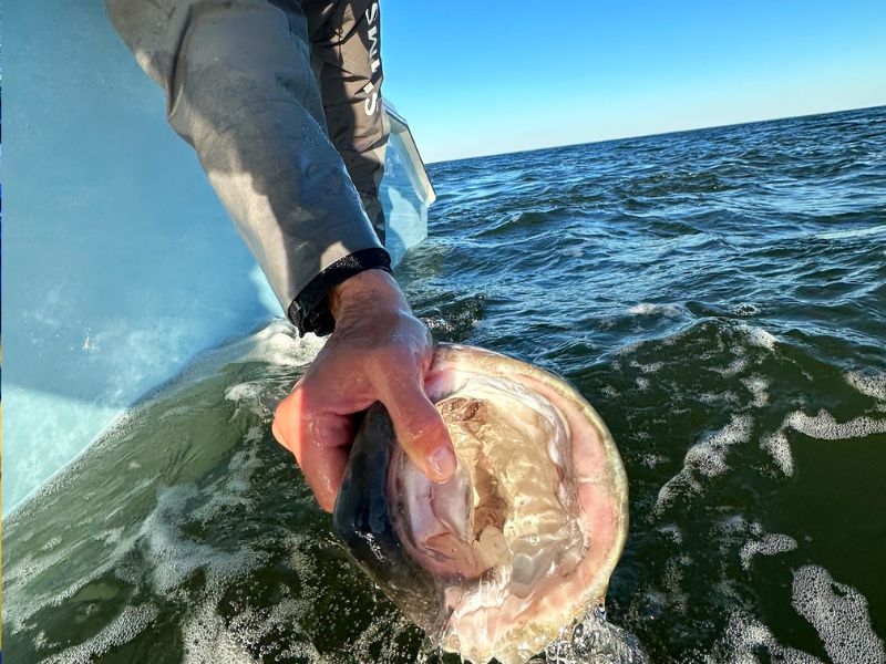 striped bass fishing catch and release