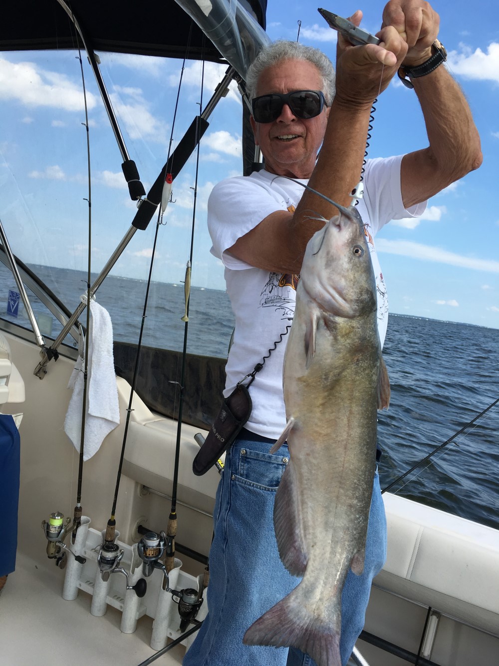 catfish in chesapeake bay