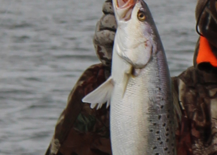 speckled trout in the sounds