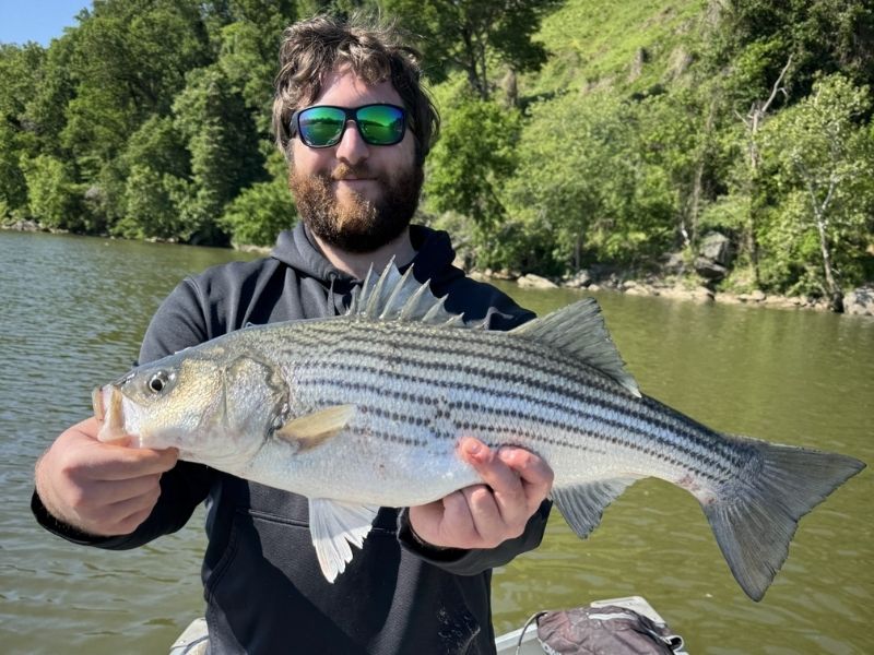 striped bass fishing chesapeake bay