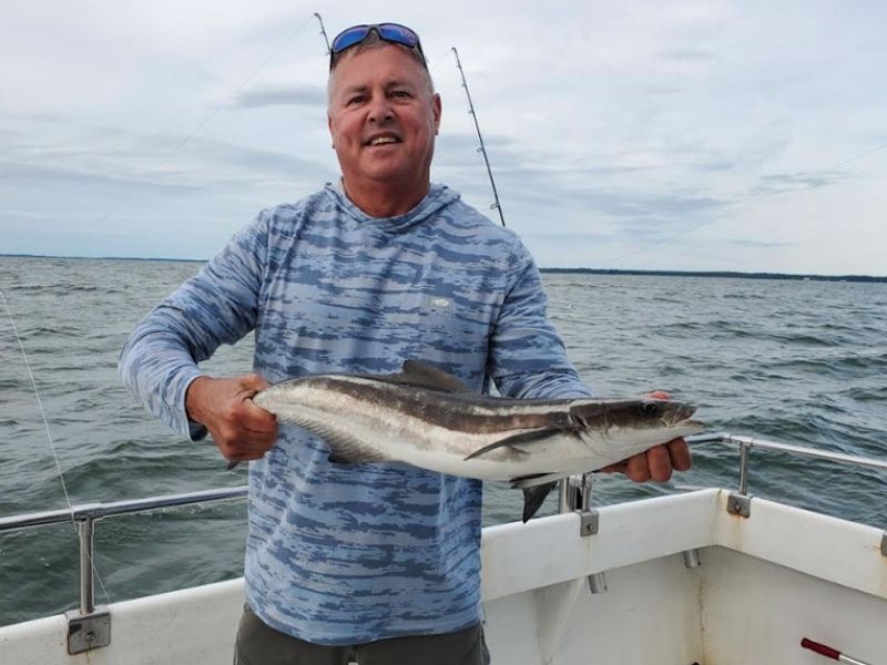Cobia fishing Chesapeake Bay
