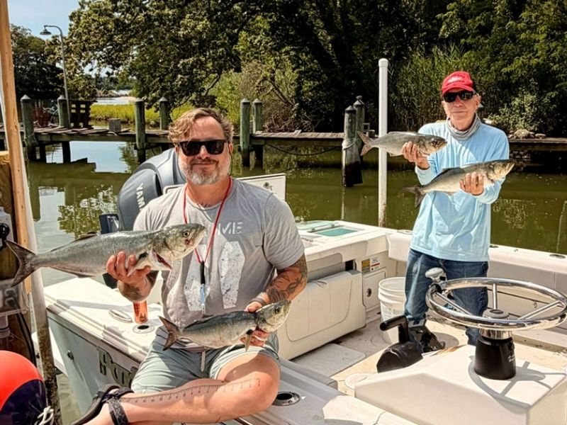Bluefish fishing Chesapeake Bay