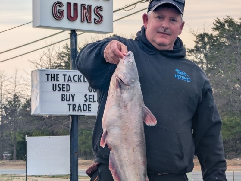 blue catfish chesapeake bay invasive species