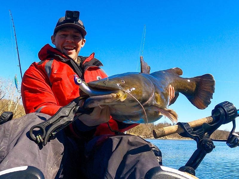 flathead catfish invasive species