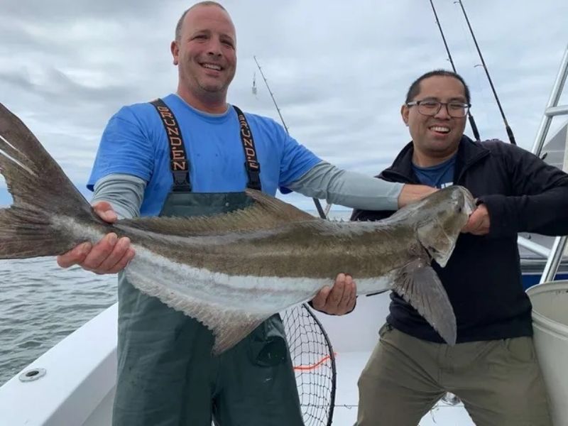 Cobia fishing