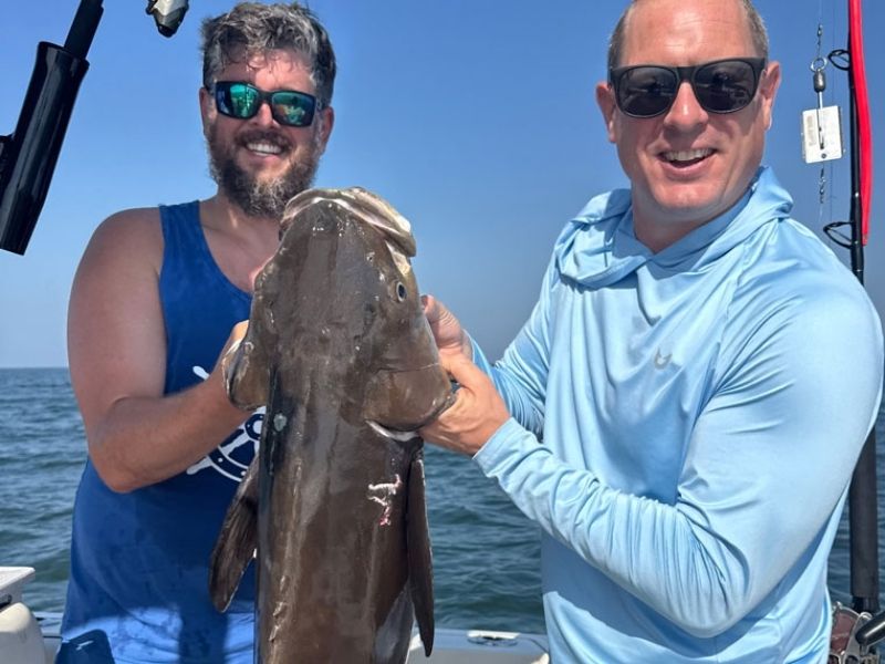 Cobia Fishing Chesapeake Bay