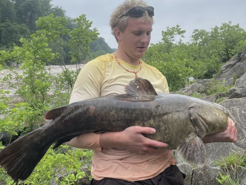 Flathead catfish fishing