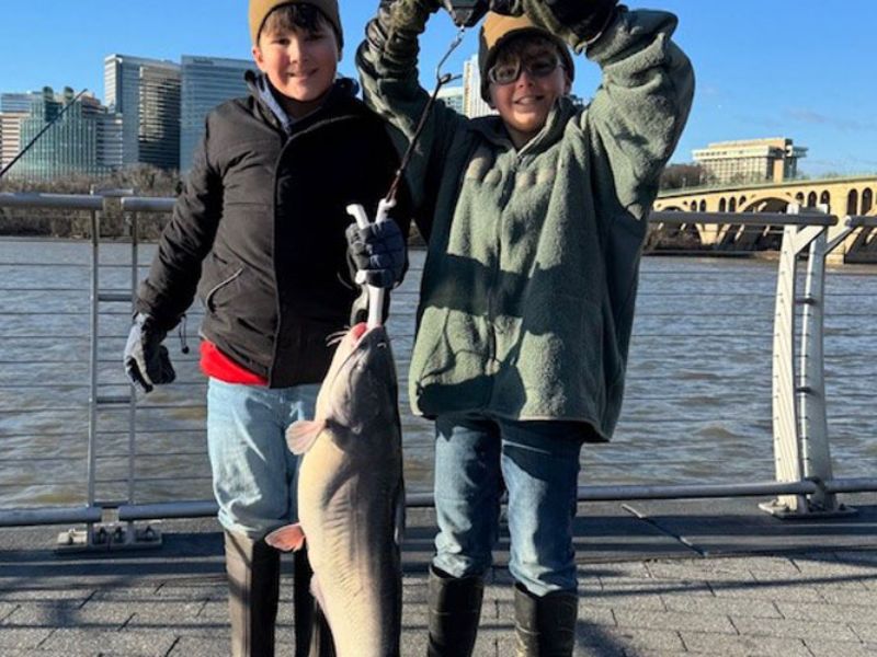 blue catfish potomac river