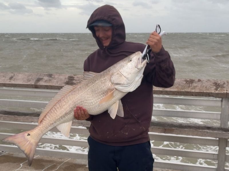 Bull red drum Chesapeake Bay